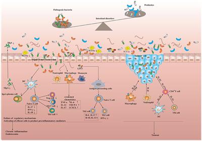 The benefits of edible mushroom polysaccharides for health and their influence on gut microbiota: a review